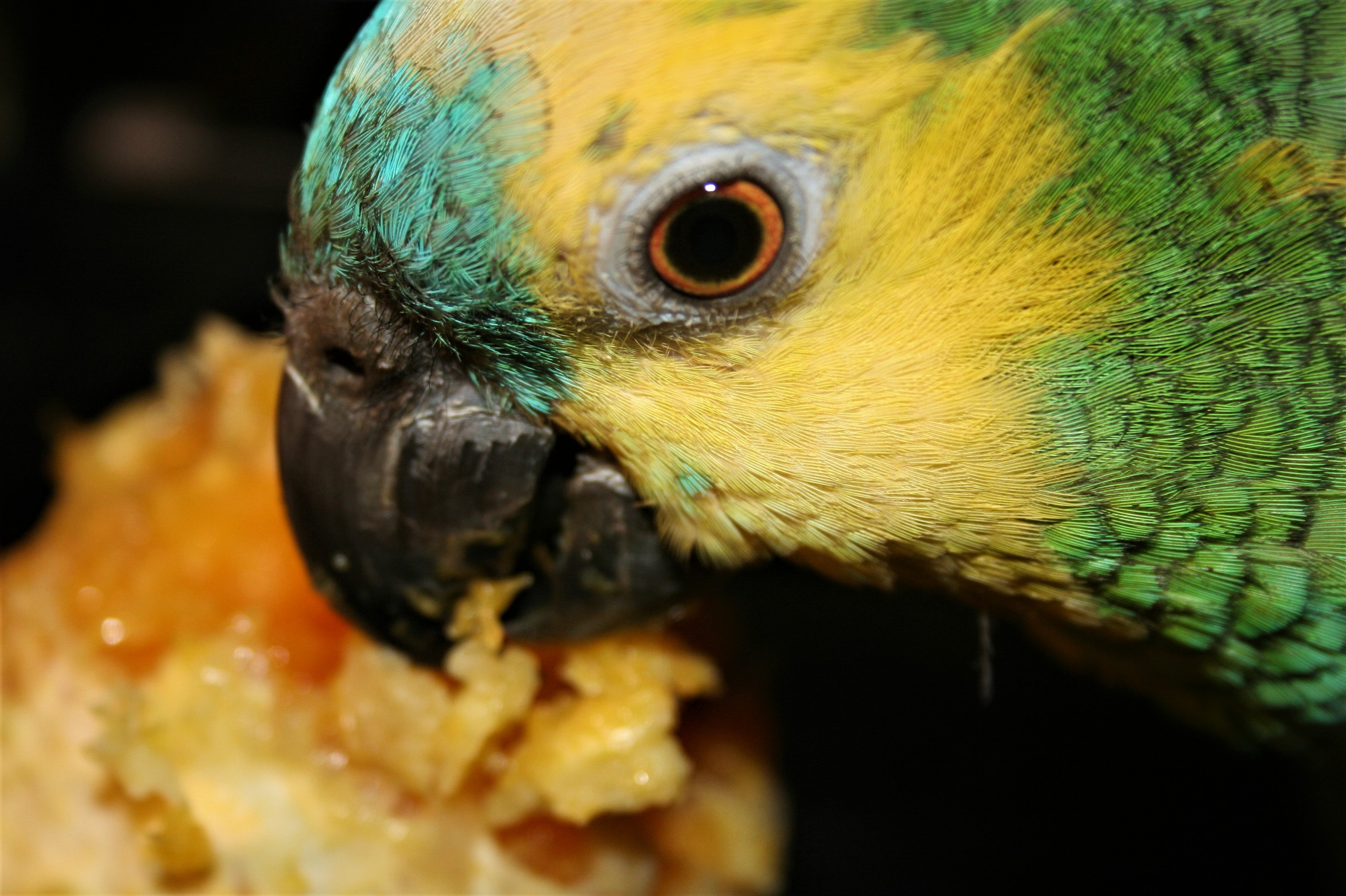 Mon Amazona aestiva xanthopteryx